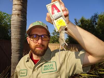 Plano rodent trapping