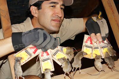 rodent trapping
